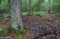 Pantano de depresión de las tierras altas de Piedmont (tipo sauce y roble) - CEGL007403 Pantano de depresión de las tierras altas de Piedmont (tipo sauce y roble) - CEGL007403