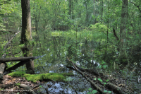 Pantano de depresión de las tierras altas de Piedmont (tipo sauce y roble) - CEGL007403 Pantano de depresión de las tierras altas de Piedmont (tipo sauce y roble) - CEGL007403