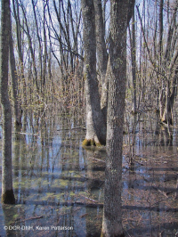 Pantano de depresión de las tierras altas de Piedmont (tipo sauce y roble) - CEGL007403 Pantano de depresión de las tierras altas de Piedmont (tipo sauce y roble) - CEGL007403