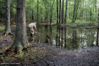 Pantano de depresión de las tierras altas de Piedmont (tipo sauce y roble) - CEGL007403 Pantano de depresión de las tierras altas de Piedmont (tipo sauce y roble) - CEGL007403
