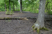 Pantano de depresión de las tierras altas de Piedmont (tipo sauce y roble) - CEGL007403 Pantano de depresión de las tierras altas de Piedmont (tipo sauce y roble) - CEGL007403