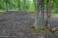 Pantano de depresión de las tierras altas de Piedmont (tipo sauce y roble) - CEGL007403 Pantano de depresión de las tierras altas de Piedmont (tipo sauce y roble) - CEGL007403
