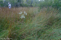 Pantano a nivel del mar – CEGL006310