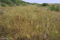 Pantano de interdunas (tipo junco mixto) – CEGL004111 Pantano de interdunas (tipo junco mixto) – CEGL004111