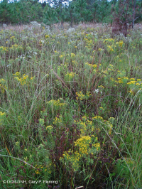 Pantano de interdunas (tipo junco mixto) – CEGL004111 Pantano de interdunas (tipo junco mixto) – CEGL004111