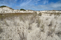 Pantano de interdunas (tipo junco mixto) – CEGL004111 Pantano de interdunas (tipo junco mixto) – CEGL004111