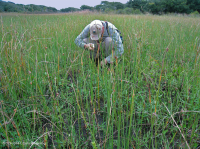 Pantano de dunas (tipo de pastizal mixto del sur) – CEGL006840 Pantano de dunas (tipo de pastizal mixto del sur) – CEGL006840