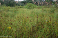 Pantano de dunas (tipo de pastizal mixto del sur) – CEGL006840 Pantano de dunas (tipo de pastizal mixto del sur) – CEGL006840