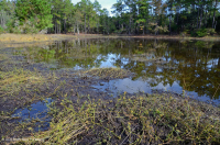 Pantano/Estanque Interdune (sin clasificar) Pantano/Estanque Interdune (sin clasificar)