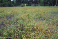 Pantano / Estanque Interdune (sin clasificar) Pantano / Estanque Interdune (sin clasificar)