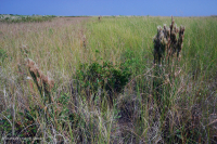 Zanja de Interdunas (Tipo de Pastizal Mixto del Norte) – CEGL004117 Zanja de Interdunas (Tipo de Pastizal Mixto del Norte) – CEGL004117