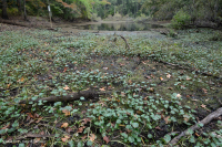 Pantano / Estanque Interdune (sin clasificar) Pantano / Estanque Interdune (sin clasificar)