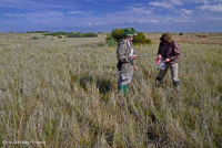 Zanja de interdunas (tipo salobre de pasto cordón de pradera) – CEGL006342 Zanja de interdunas (tipo salobre de pasto cordón de pradera) – CEGL006342