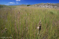 Zanja de Interdunas (Tipo de Pastizal Mixto del Norte) – CEGL004117 Zanja de Interdunas (Tipo de Pastizal Mixto del Norte) – CEGL004117