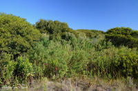 Mirto de cera Matorral interdunar – CEGL003839 Mirto de cera Matorral interdunar – CEGL003839