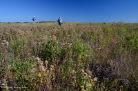 Zanja de Interdunas (Tipo de Pastizal Mixto del Norte) – CEGL004117 Zanja de Interdunas (Tipo de Pastizal Mixto del Norte) – CEGL004117