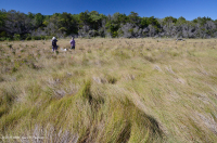 Zanja de interdunas (tipo salobre de pasto cordón de pradera) – CEGL006342 Zanja de interdunas (tipo salobre de pasto cordón de pradera) – CEGL006342