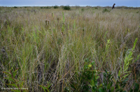 Zanja de Interdunas (Tipo de Pastizal Mixto del Norte) – CEGL004117 Zanja de Interdunas (Tipo de Pastizal Mixto del Norte) – CEGL004117