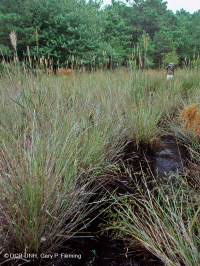 Zanja / estanque interdune (tipo pasto vara) – CEGL004129 Zanja / estanque interdune (tipo pasto vara) – CEGL004129