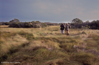 Zanja de interdunas (tipo salobre de pasto cordón de pradera) – CEGL006342 Zanja de interdunas (tipo salobre de pasto cordón de pradera) – CEGL006342