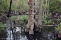 Bosque Pantanoso Marítimo (Tipo Ciprés Calvo) – CEGL004079 Bosque Pantanoso Marítimo (Tipo Ciprés Calvo) – CEGL004079
