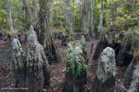 Bosque Pantanoso Marítimo (Tipo Ciprés Calvo) – CEGL004079 Bosque Pantanoso Marítimo (Tipo Ciprés Calvo) – CEGL004079