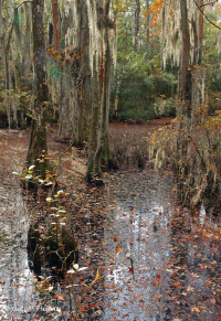 Bosque Pantanoso Marítimo (Tipo Ciprés Calvo) – CEGL004079 Bosque Pantanoso Marítimo (Tipo Ciprés Calvo) – CEGL004079