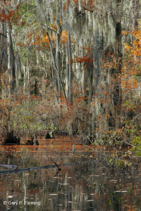 Bosque Pantanoso Marítimo (Tipo Ciprés Calvo) – CEGL004079 Bosque Pantanoso Marítimo (Tipo Ciprés Calvo) – CEGL004079