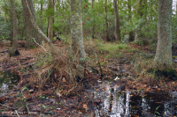 Bosque Pantanoso Marítimo (Arce Rojo - Tipo Tupelo) – CEGL004082 Bosque Pantanoso Marítimo (Arce Rojo - Tipo Tupelo) – CEGL004082