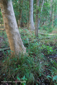 Bosque Pantanoso Marítimo (Arce Rojo - Tipo Tupelo) – CEGL004082 Bosque Pantanoso Marítimo (Arce Rojo - Tipo Tupelo) – CEGL004082