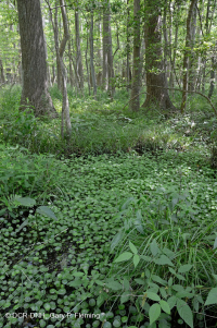 Bosque Pantanoso Marítimo (Arce Rojo - Tipo Tupelo) – CEGL004082 Bosque Pantanoso Marítimo (Arce Rojo - Tipo Tupelo) – CEGL004082
