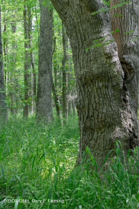 Bosque Pantanoso Marítimo (Arce Rojo - Tipo Tupelo) – CEGL004082 Bosque Pantanoso Marítimo (Arce Rojo - Tipo Tupelo) – CEGL004082