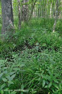 Bosque Pantanoso Marítimo (Arce Rojo - Tipo Tupelo) – CEGL004082 Bosque Pantanoso Marítimo (Arce Rojo - Tipo Tupelo) – CEGL004082