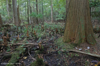 Bosque Pantanoso Marítimo (Arce Rojo - Tipo Tupelo) – CEGL004082 Bosque Pantanoso Marítimo (Arce Rojo - Tipo Tupelo) – CEGL004082