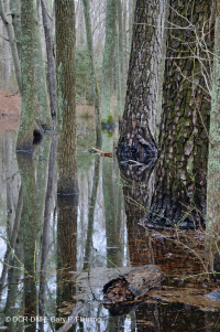 Pinar Marítimo Húmedo – CEGL006137 Pinar Marítimo Húmedo – CEGL006137