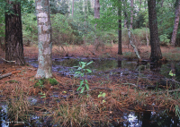 Pinar Marítimo Húmedo – CEGL006137 Pinar Marítimo Húmedo – CEGL006137