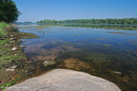 Lecho Acuático Fluvial (Tipo Tapegrass) – CEGL004333 Lecho Acuático Fluvial (Tipo Tapegrass) – CEGL004333