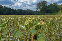Lecho Acuático Fluvial (Tipo Tapegrass) – CEGL004333 Lecho Acuático Fluvial (Tipo Tapegrass) – CEGL004333