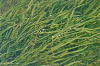 Lecho Acuático Fluvial (Tipo Tapegrass) – CEGL004333 Lecho Acuático Fluvial (Tipo Tapegrass) – CEGL004333