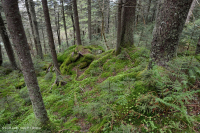 Bosque de abeto rojo del sur de los Apalaches (tipo de arbusto caducifolio) - CEGL007131 Bosque de abeto rojo del sur de los Apalaches (tipo de arbusto caducifolio) - CEGL007131