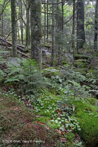 Bosque de abeto rojo del sur de los Apalaches (tipo de arbusto caducifolio) - CEGL007131 Bosque de abeto rojo del sur de los Apalaches (tipo de arbusto caducifolio) - CEGL007131