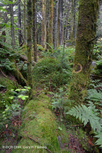 Bosque de abeto rojo del sur de los Apalaches (tipo de arbusto caducifolio) - CEGL007131 Bosque de abeto rojo del sur de los Apalaches (tipo de arbusto caducifolio) - CEGL007131