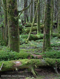 Bosque de abetos de Fraser - CEGL006049 Bosque de abetos de Fraser - CEGL006049