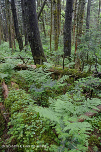 Bosque de abetos de Fraser - CEGL006049 Bosque de abetos de Fraser - CEGL006049