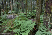 Bosque de abetos de Fraser - CEGL006049 Bosque de abetos de Fraser - CEGL006049