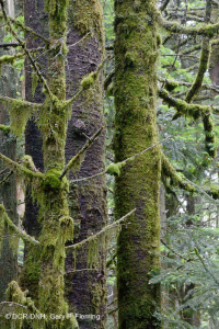 Bosque de abetos de Fraser - CEGL006049 Bosque de abetos de Fraser - CEGL006049