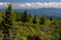 Bosque de abeto rojo del sur de los Apalaches (tipo de arbusto caducifolio) - CEGL007131 Bosque de abeto rojo del sur de los Apalaches (tipo de arbusto caducifolio) - CEGL007131