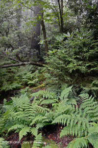 Abeto rojo de los Apalaches del sur - Bosque de frondosas del norte / Bosque de rododendros - CEGL004983 Abeto rojo de los Apalaches del sur - Bosque de frondosas del norte / Bosque de rododendros - CEGL004983
