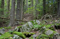 Bosque de abetos rojos de los Apalaches centrales - CEGL008501 Bosque de abetos rojos de los Apalaches centrales - CEGL008501