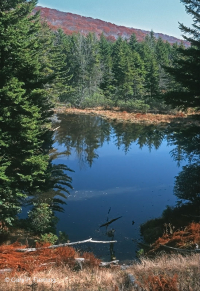 Bosque de abetos rojos de los Apalaches centrales - CEGL008501 Bosque de abetos rojos de los Apalaches centrales - CEGL008501